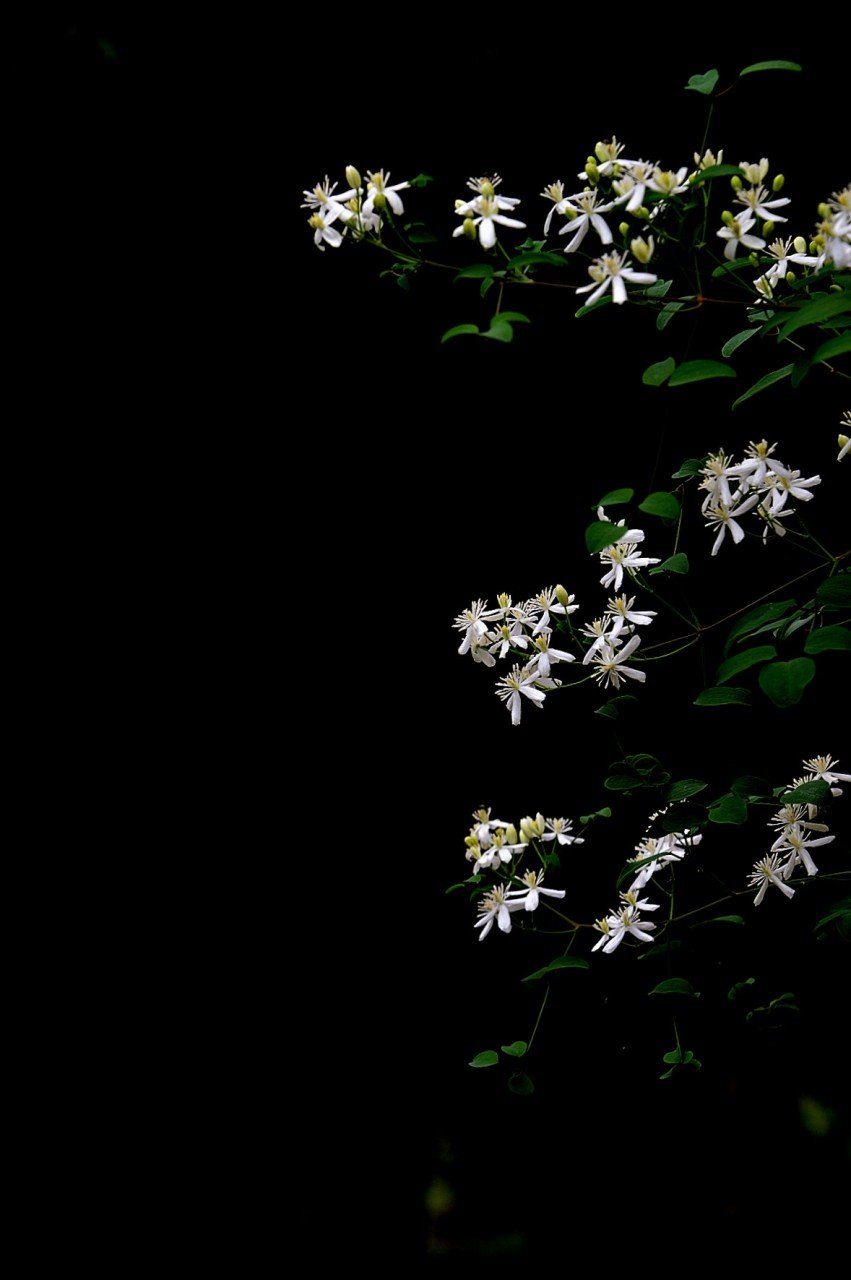 BandPhoto_9977625612.jpg : 천리포수목원