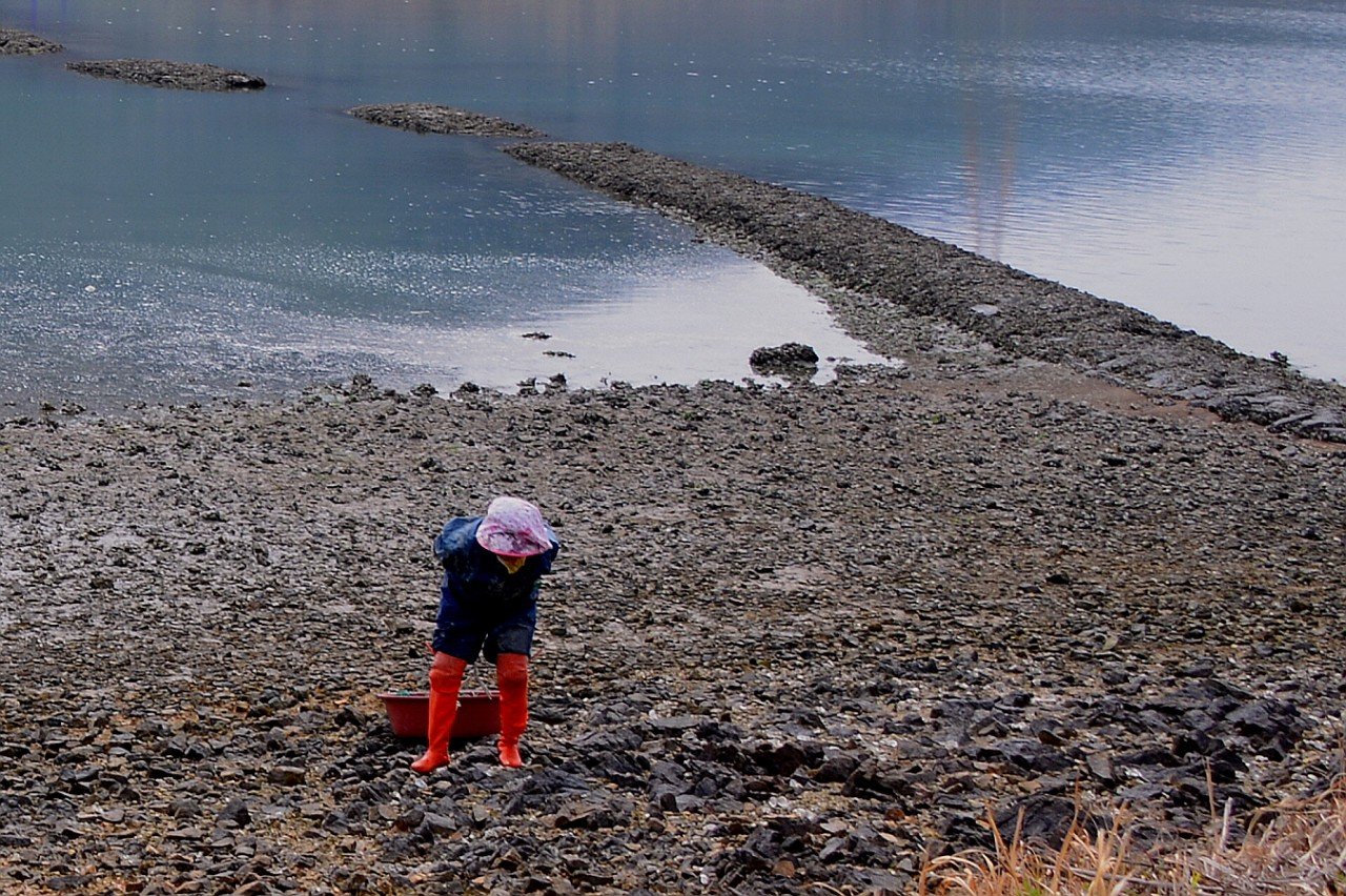 BandPhoto_28489279450.jpg : 신안 퍼플도