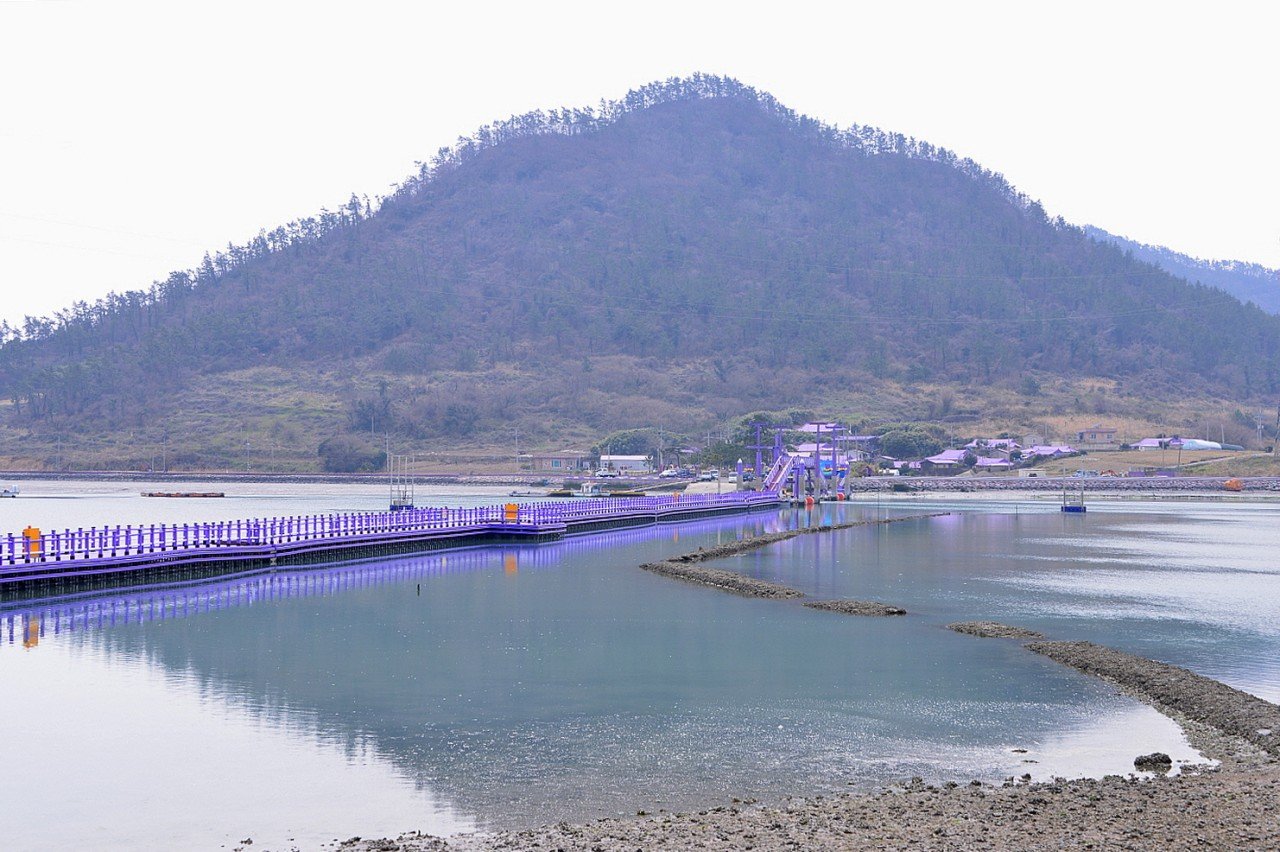 BandPhoto_28489279389.jpg : 신안 퍼플도