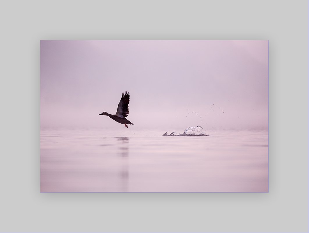 20161112-GGS_2845.jpg : 두물머리에서