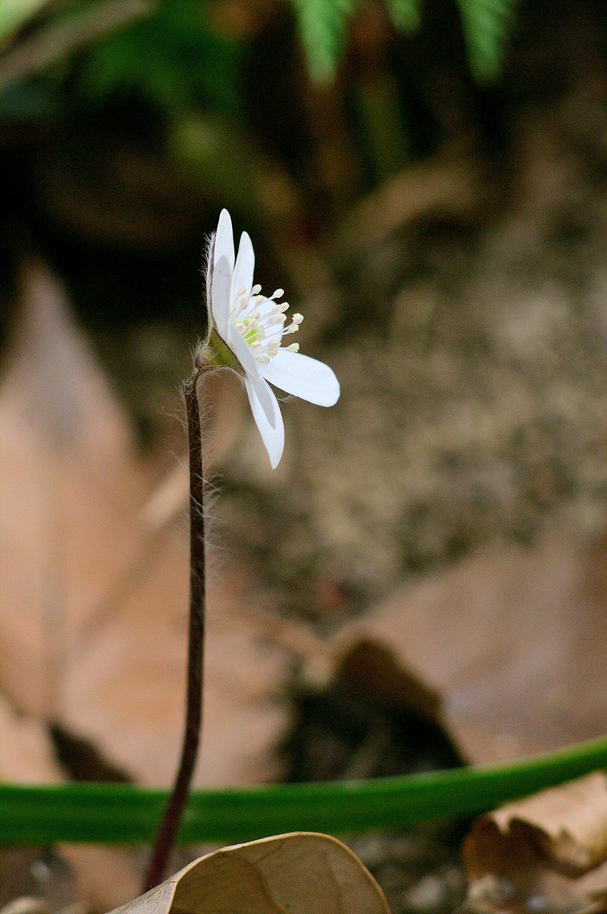 _DSC2830.jpg : 신구대 식물원 2탄