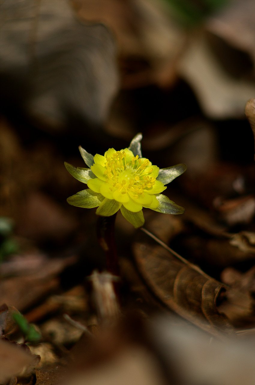 _DSC2699.jpg : 신구대 식물원 2탄