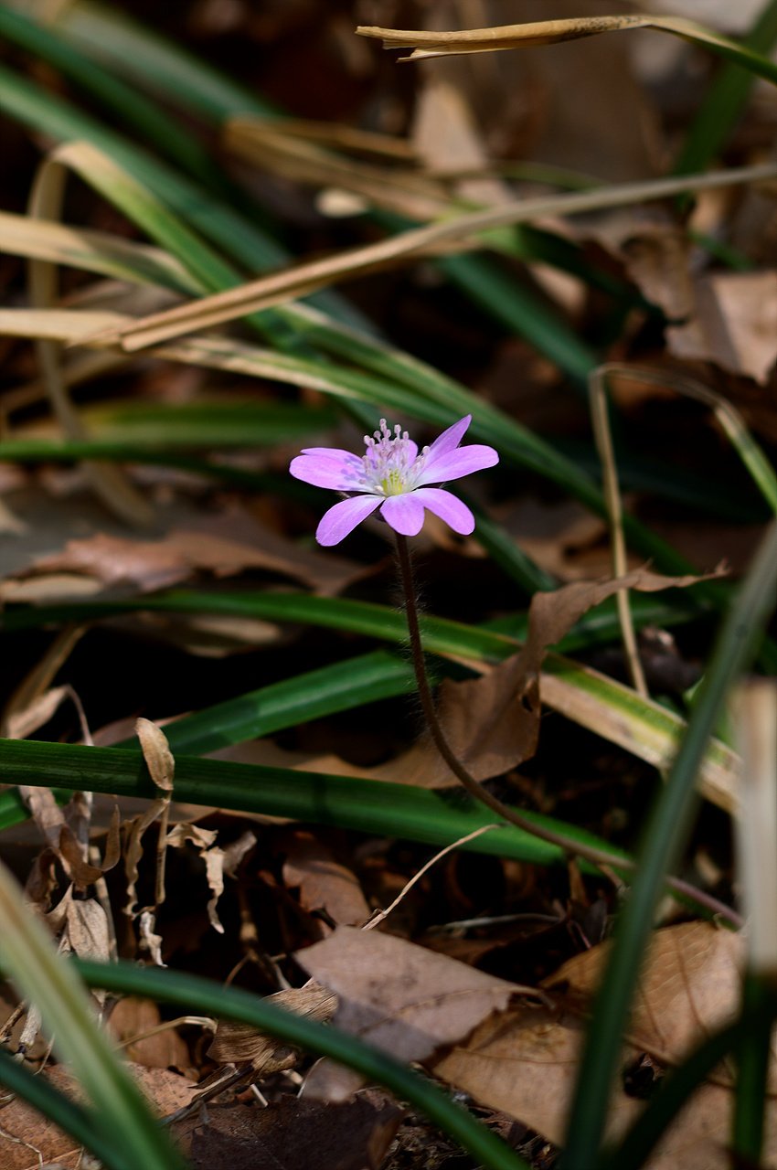 _DSC2810.jpg : 신구대 식물원 2탄