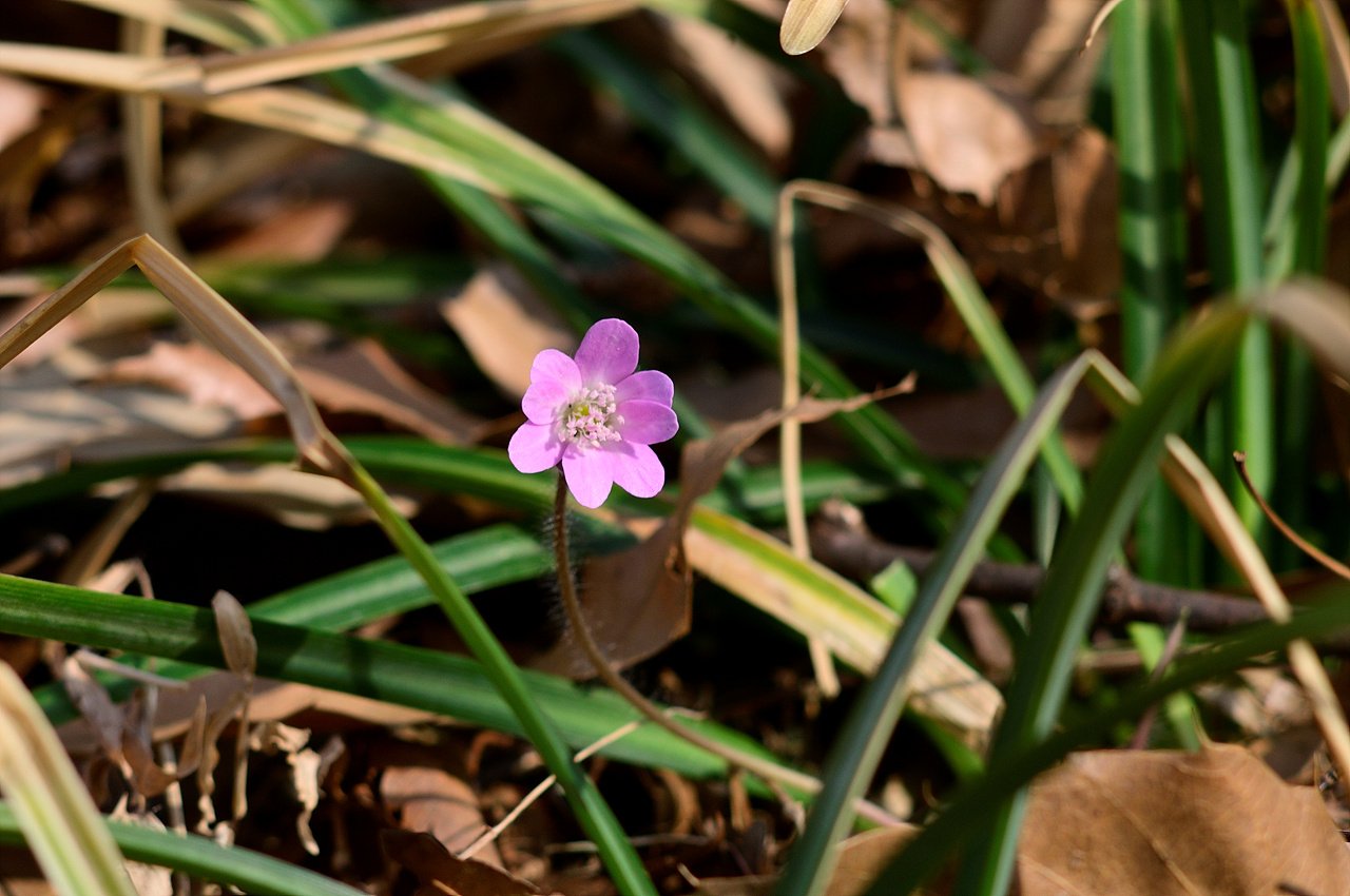 _DSC2694.jpg : 신구대 식물원 2탄