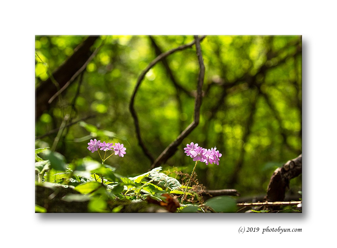 181A2009-편집.jpg : 앵초