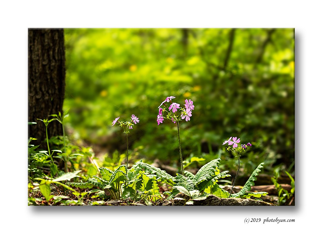 181A2073-편집.jpg : 앵초