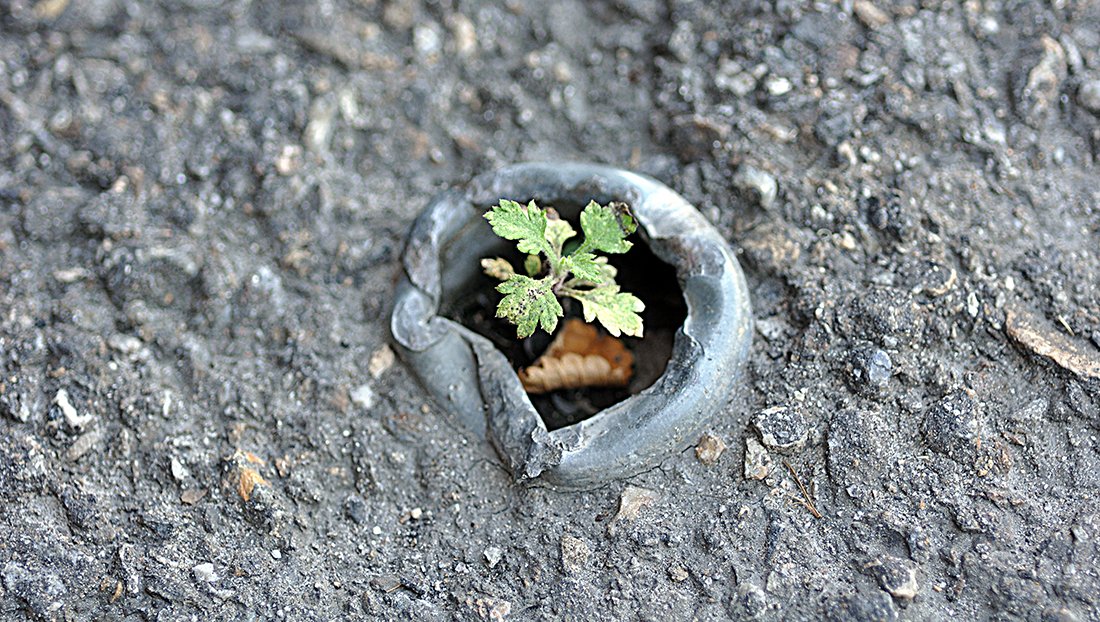 DSC_0053-길위에서.jpg : 생명