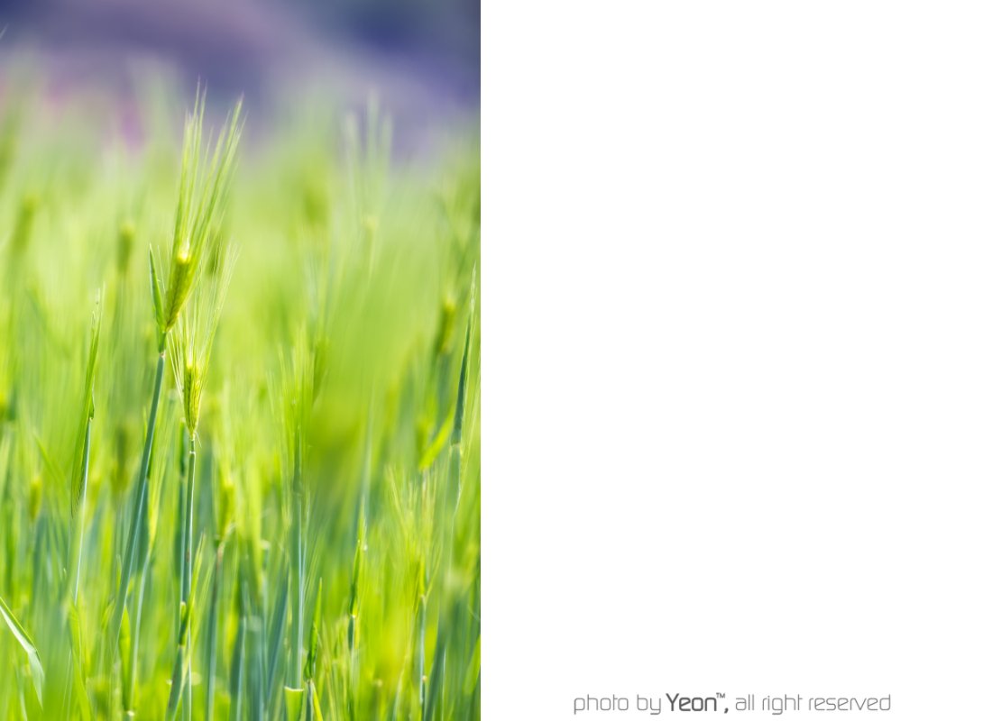 보리-Web.jpg : 쩜쩜쩜...