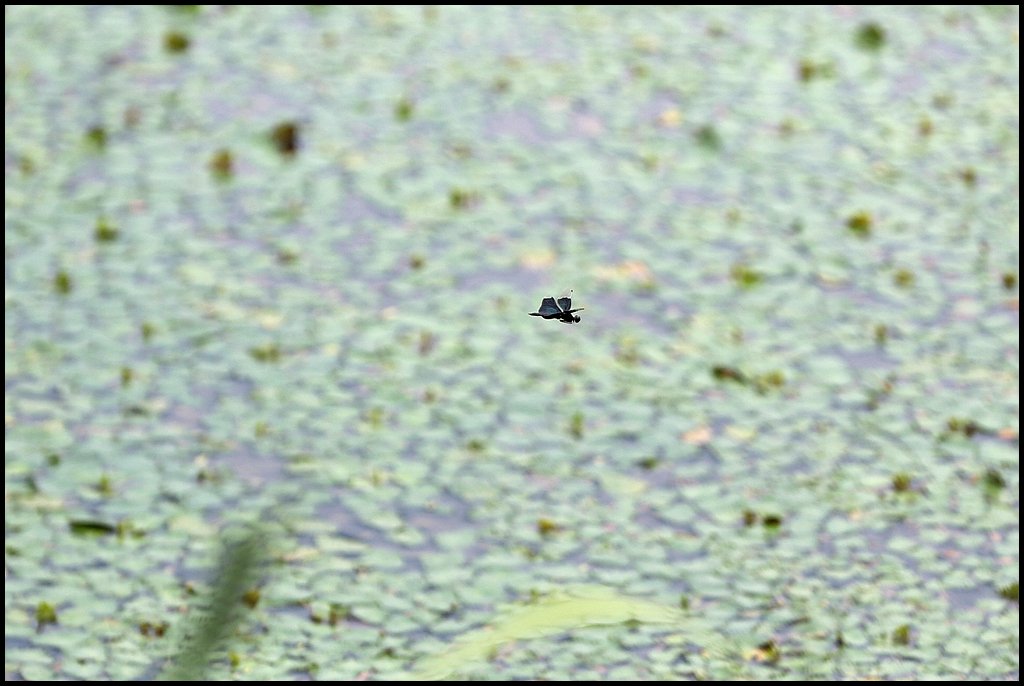 8D1A4079.jpg : 비행