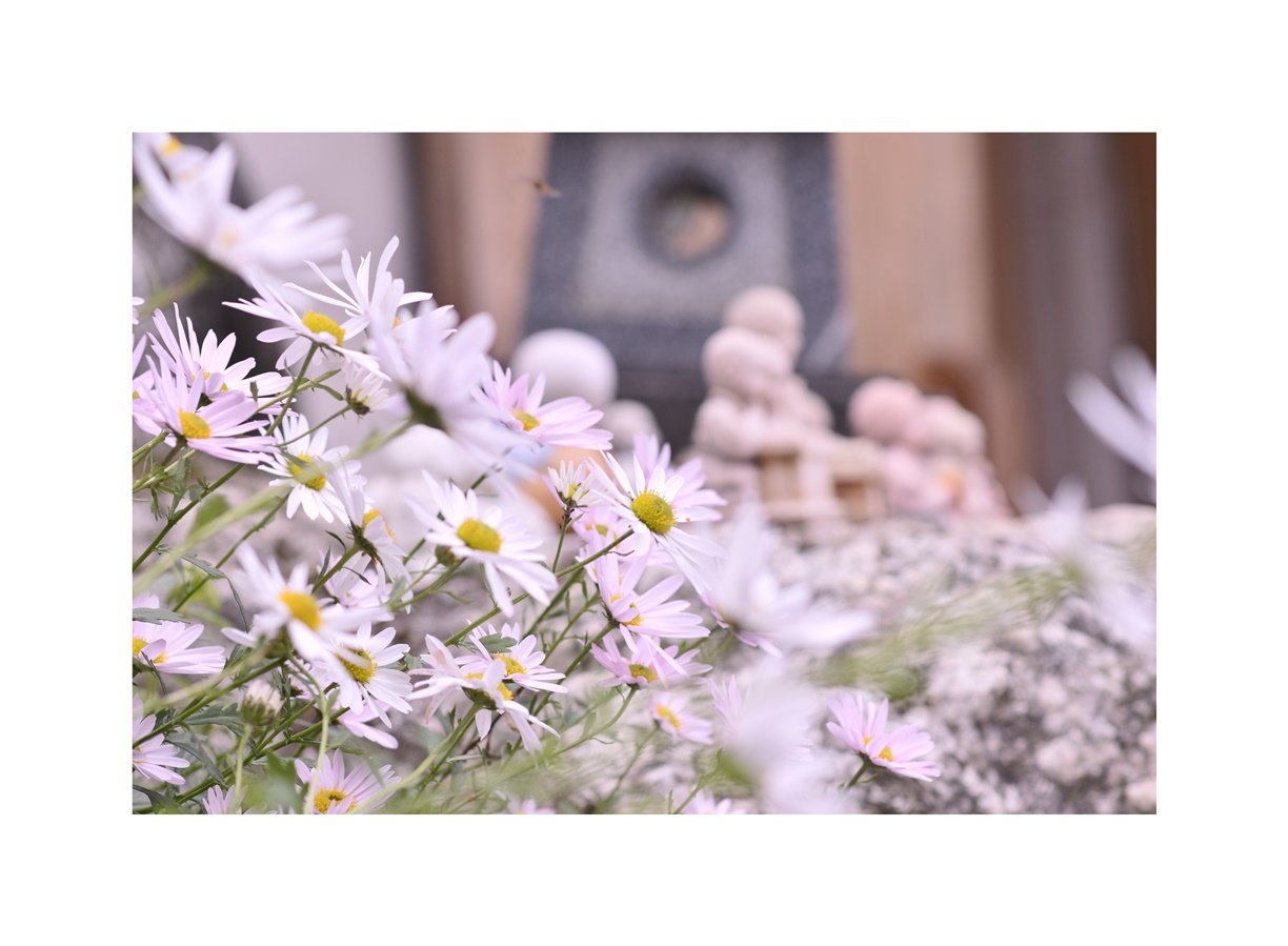 DSC_6957.JPG : 깊어가는 가을~~