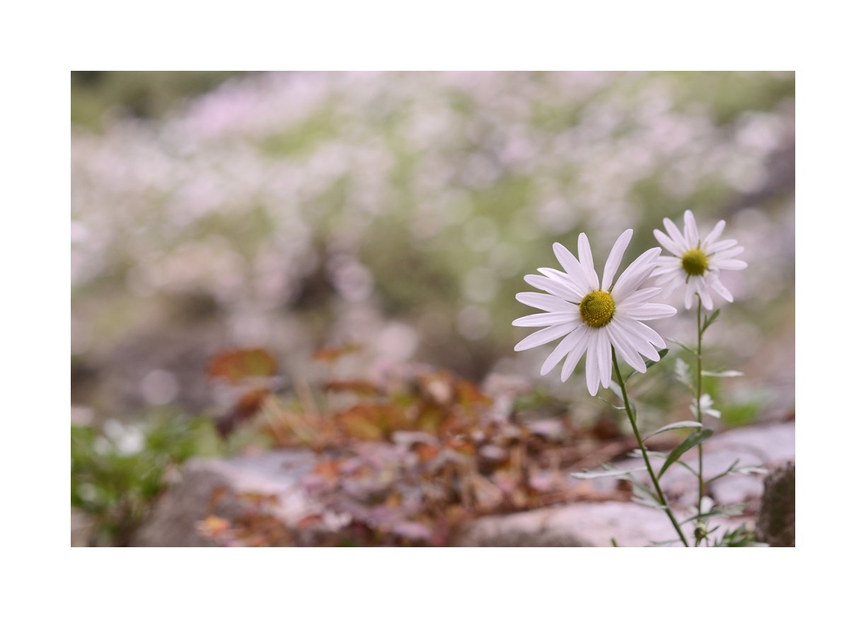 DSC_7033.JPG : 깊어가는 가을~~