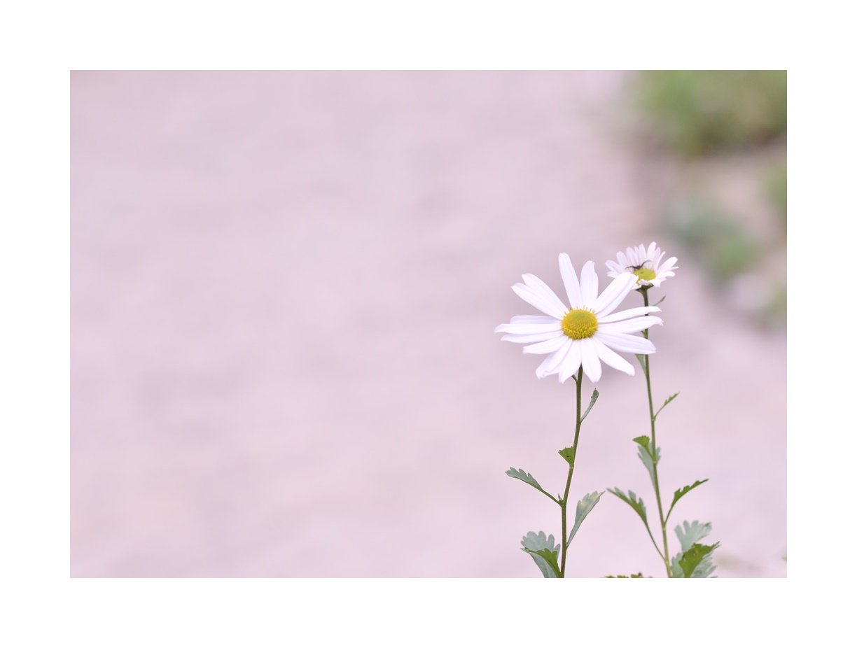 DSC_7097.JPG : 깊어가는 가을~~