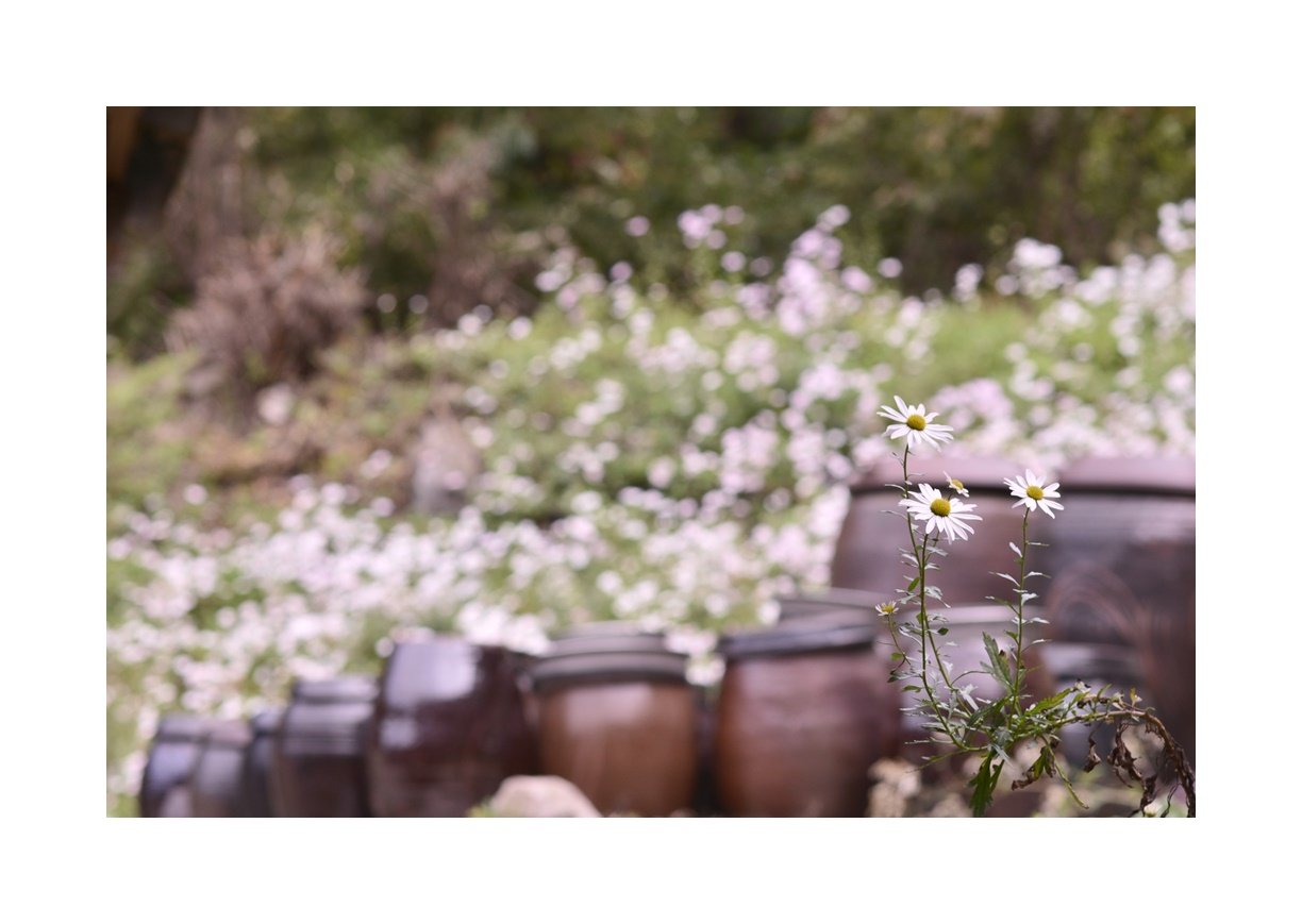 DSC_7030.JPG : 깊어가는 가을~~