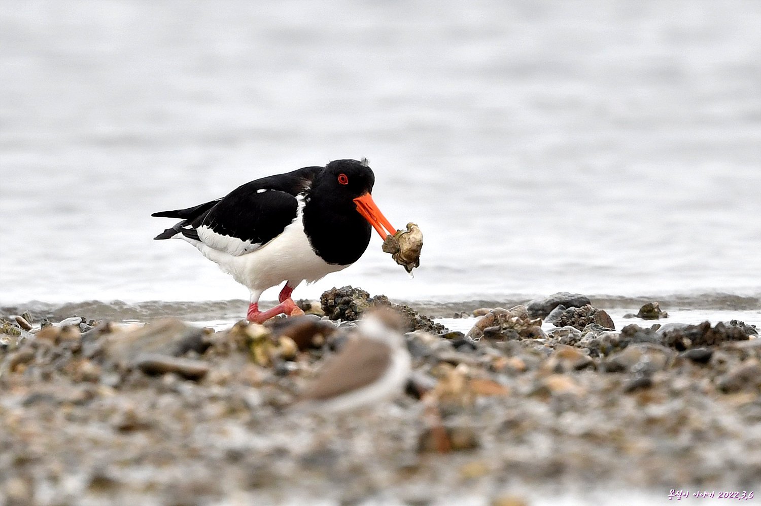DSC_5038.jpg : 검은머리물떼새