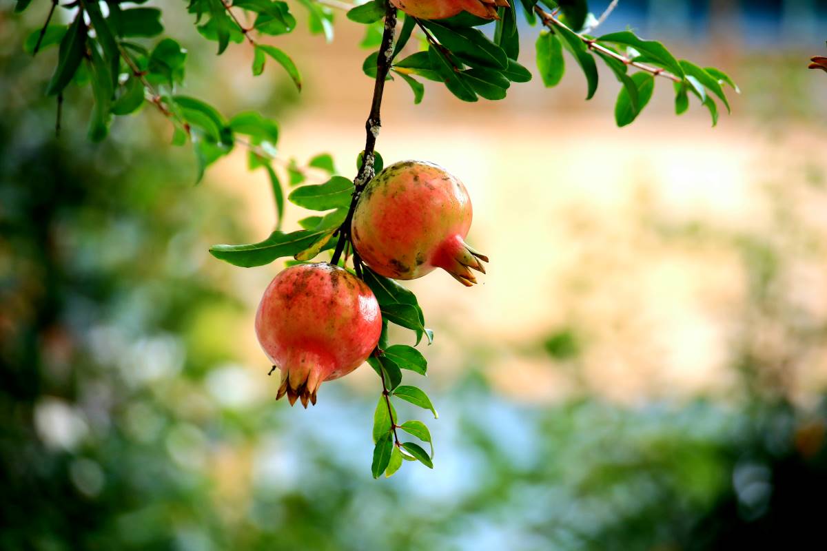 석류 3.jpg : 석류