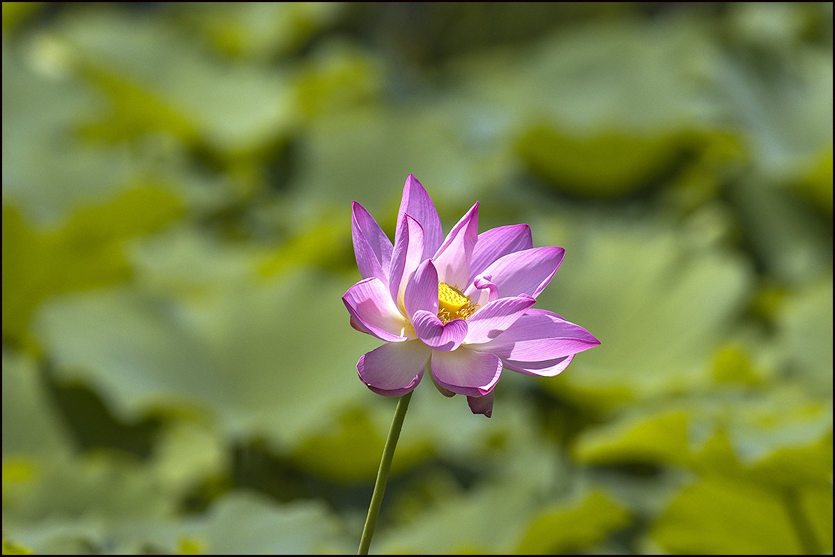 444.jpg : 연꽃 444.jpg : 연꽃