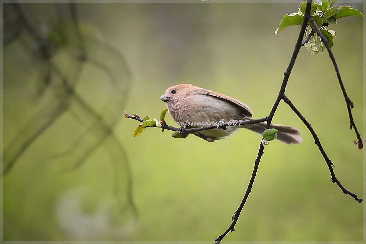 3265248.JPG : 참새