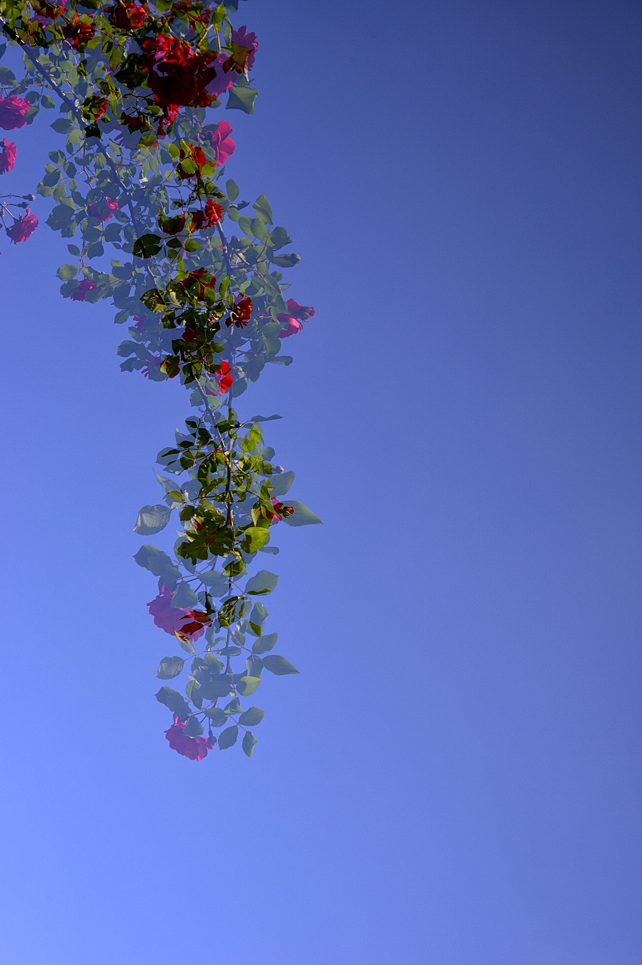 DSC_4955.JPG : 장미 . . .