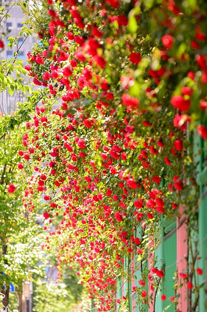 DSC_4980.JPG : 장미 . . .