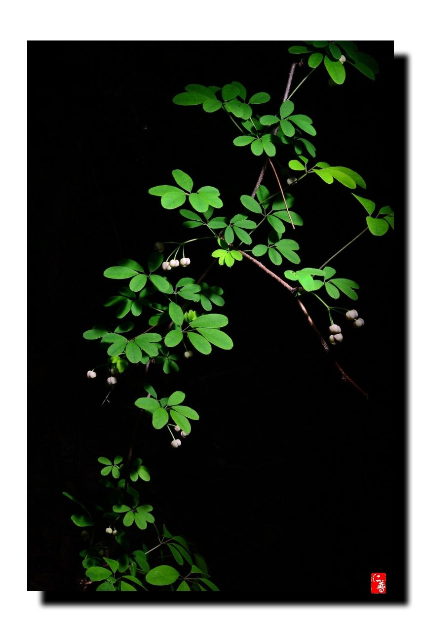 IMG_20190428_210806.jpg : 으름덩굴