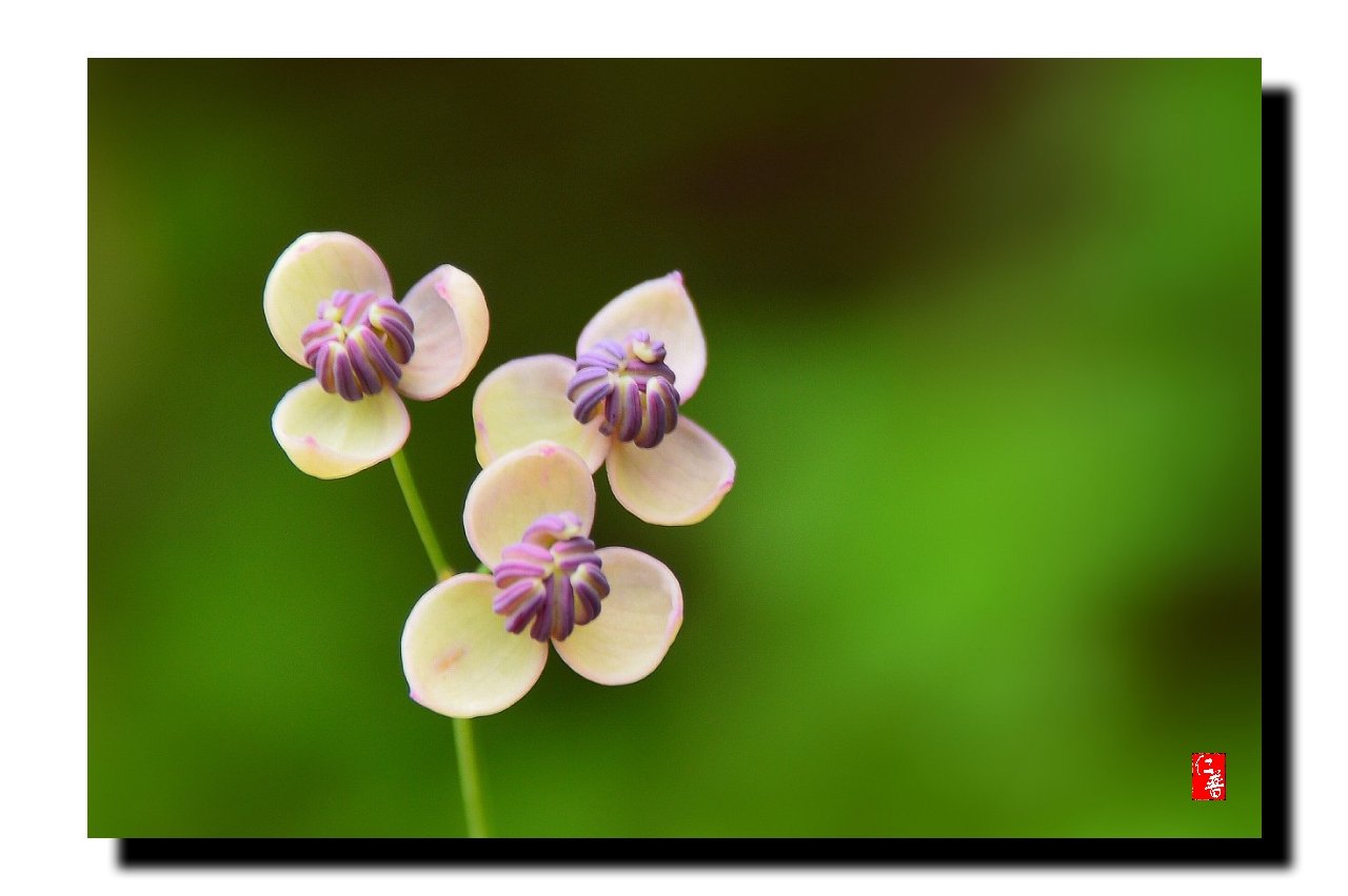 IMG_20190428_211038.jpg : 으름덩굴