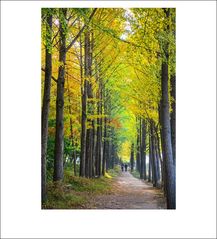 DSC_7200.jpg : 내 님은 어디에 있나 ~