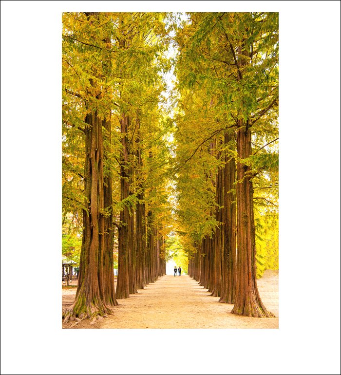 DSC_7120-1.jpg : 내 님은 어디에 있나 ~