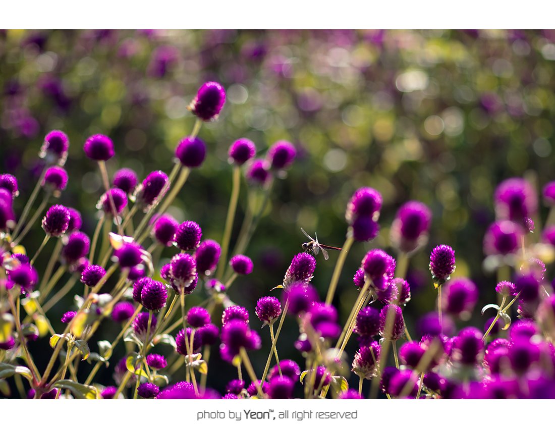 천일홍-잠자리-Web.jpg : ...