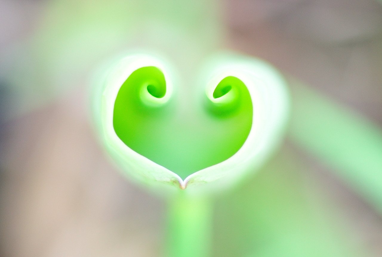 _DSC9263.jpg : 두물머리 연밭에서 _DSC9263.jpg : 두물머리 연밭에서