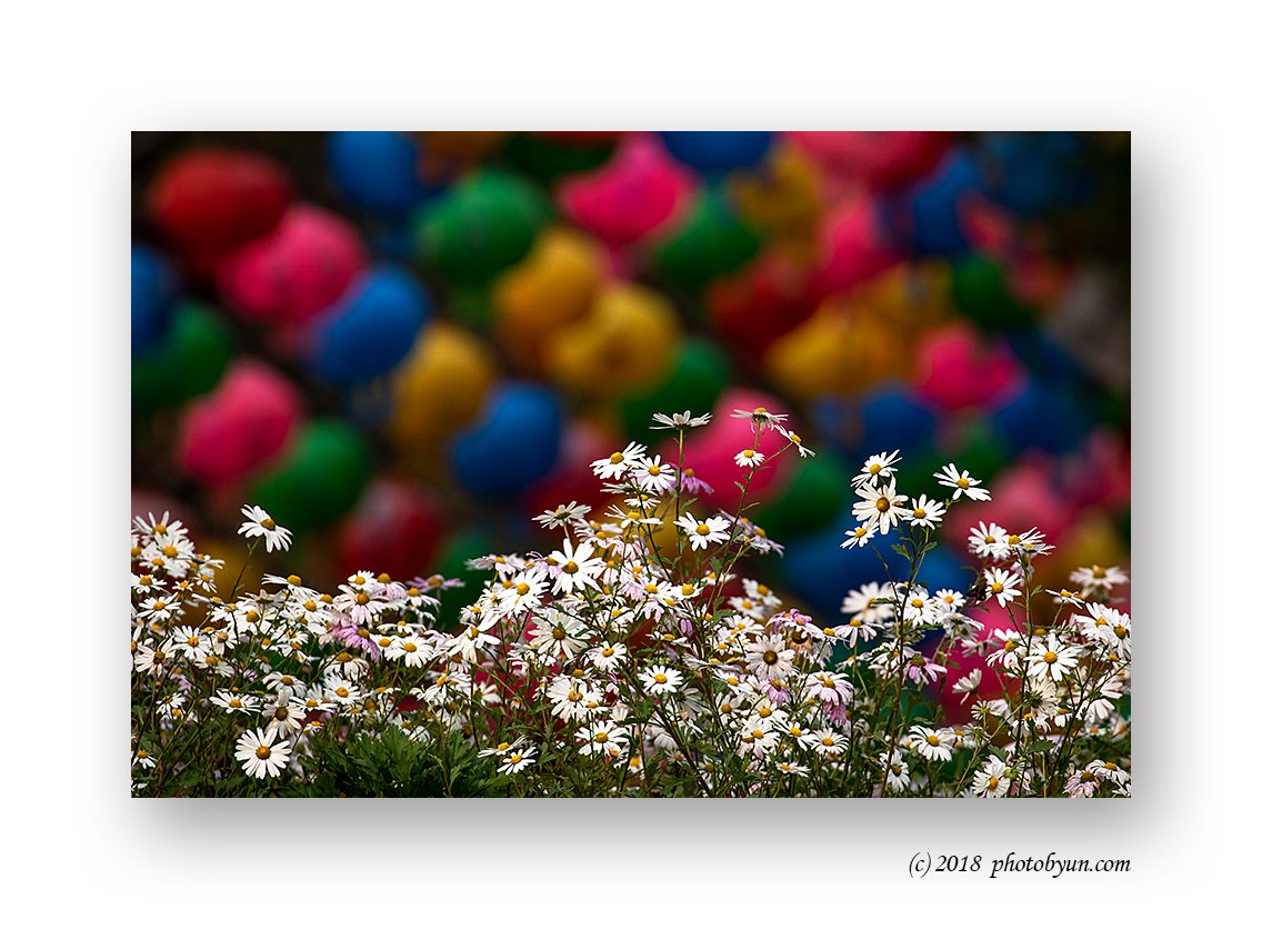 181A7022-편집.jpg : 구절초