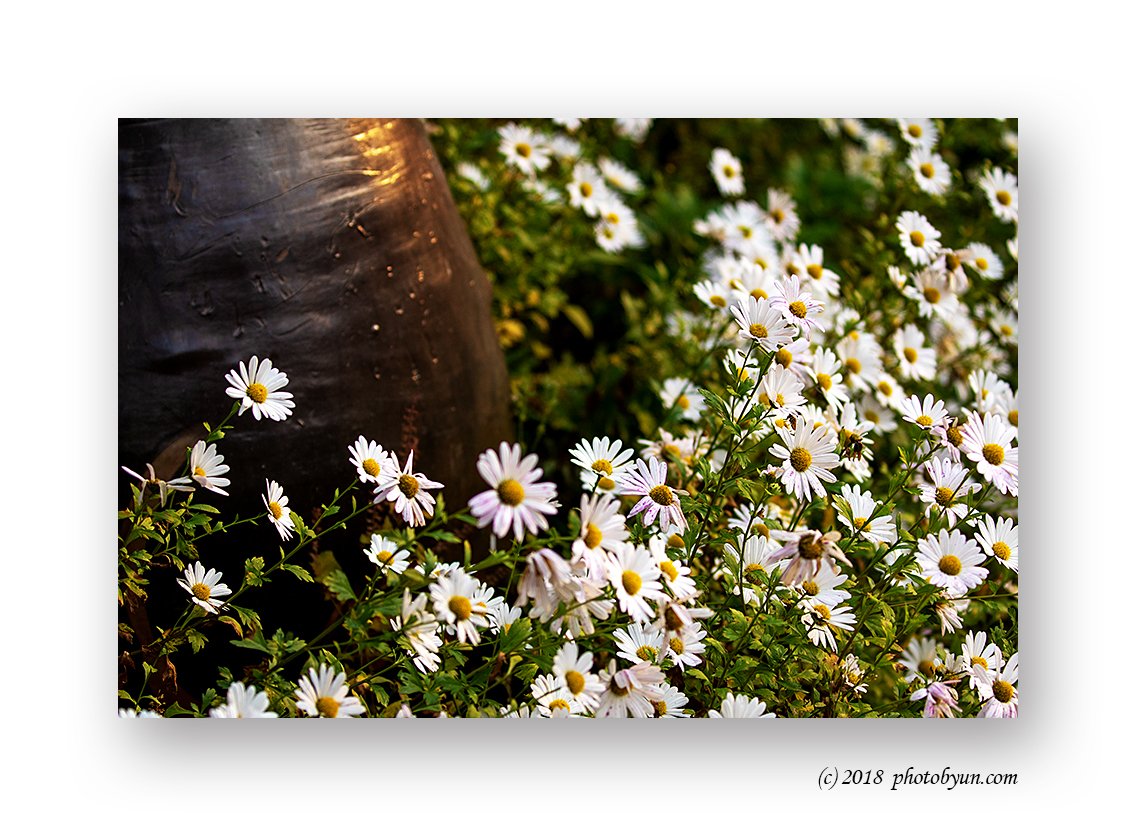 181A7086-편집.jpg : 구절초