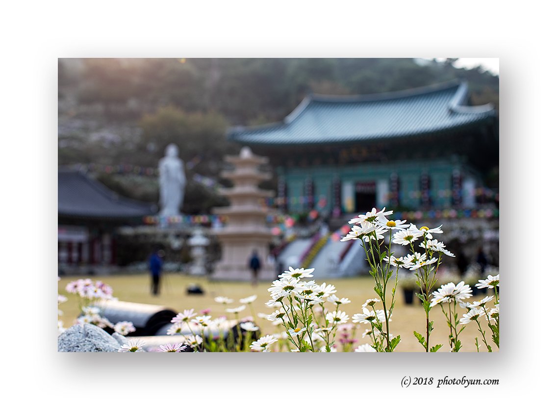 649A7157-편집.jpg : 구절초