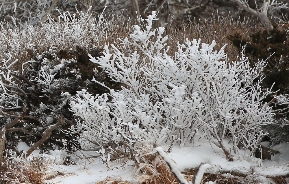 IMG_0412.jpg : 한라산에서