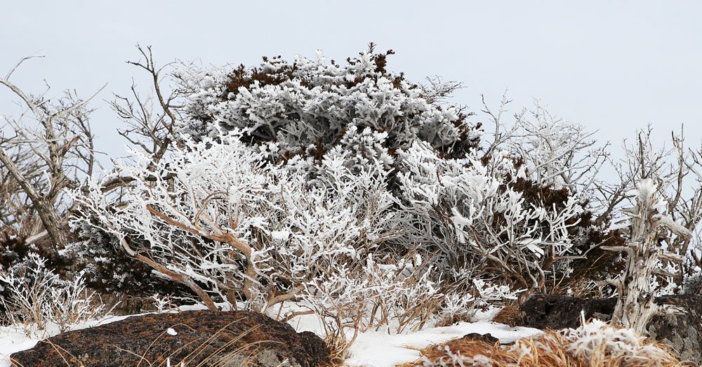 IMG_0411-.jpg : 한라산에서