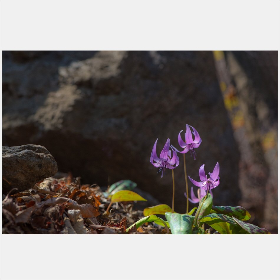 [R]DSC_8461.jpg : 바람난 여인 : 얼레지