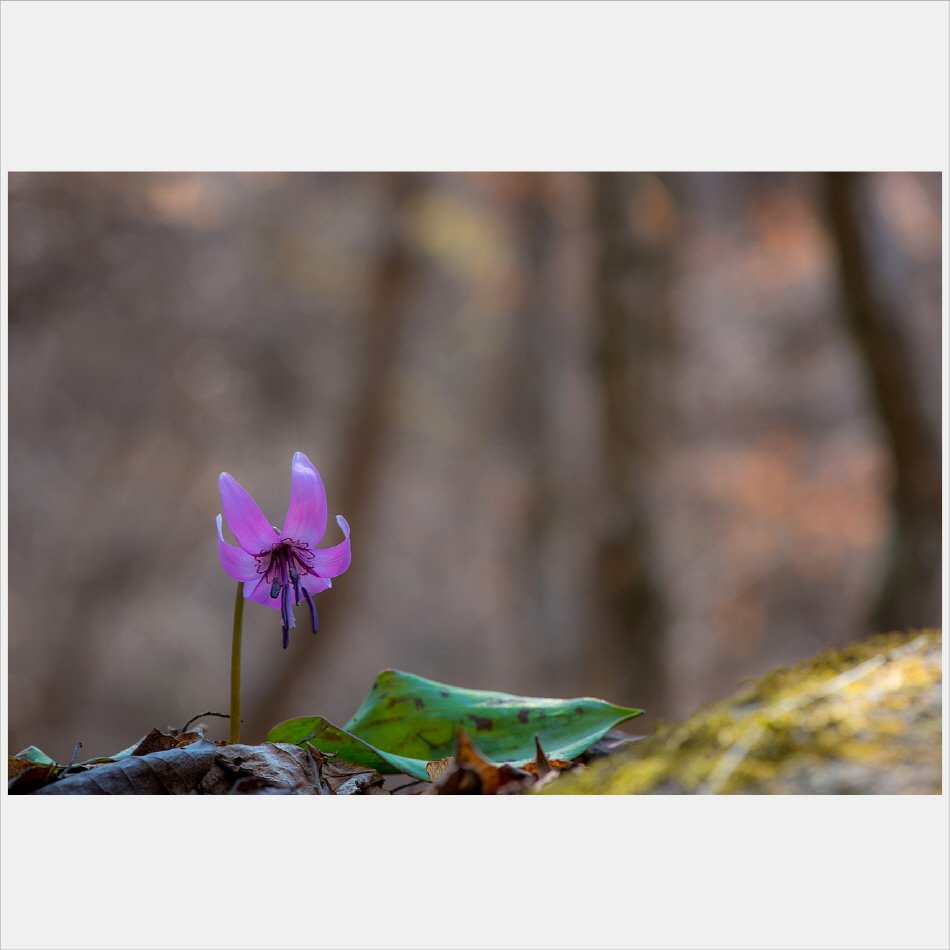 [R]DSC_8452.jpg : 바람난 여인 : 얼레지