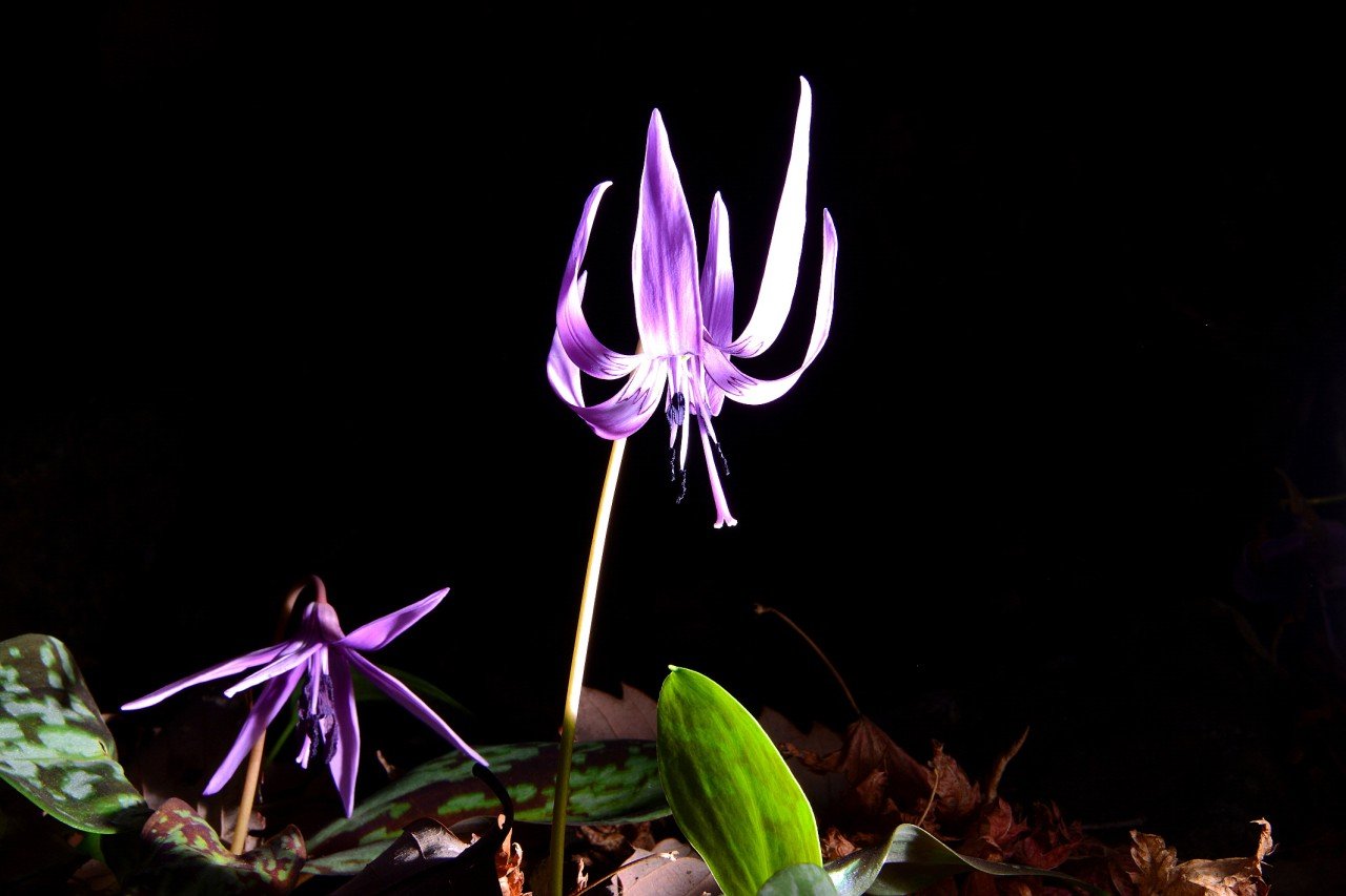 BandPhoto_18903956128.jpg : 바람난 여인