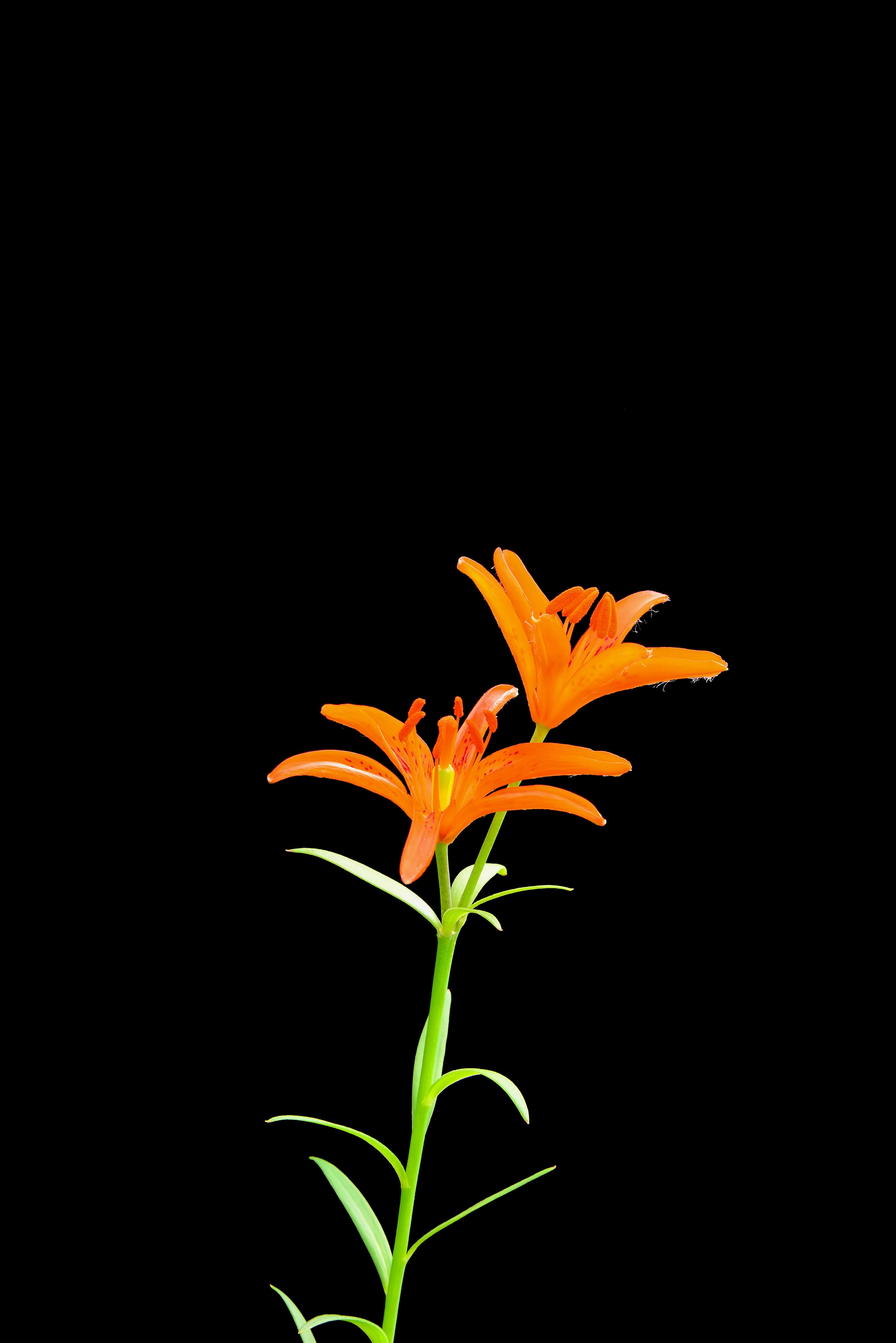 DSC_3345_하늘나리4.jpg : 하늘나리꽃