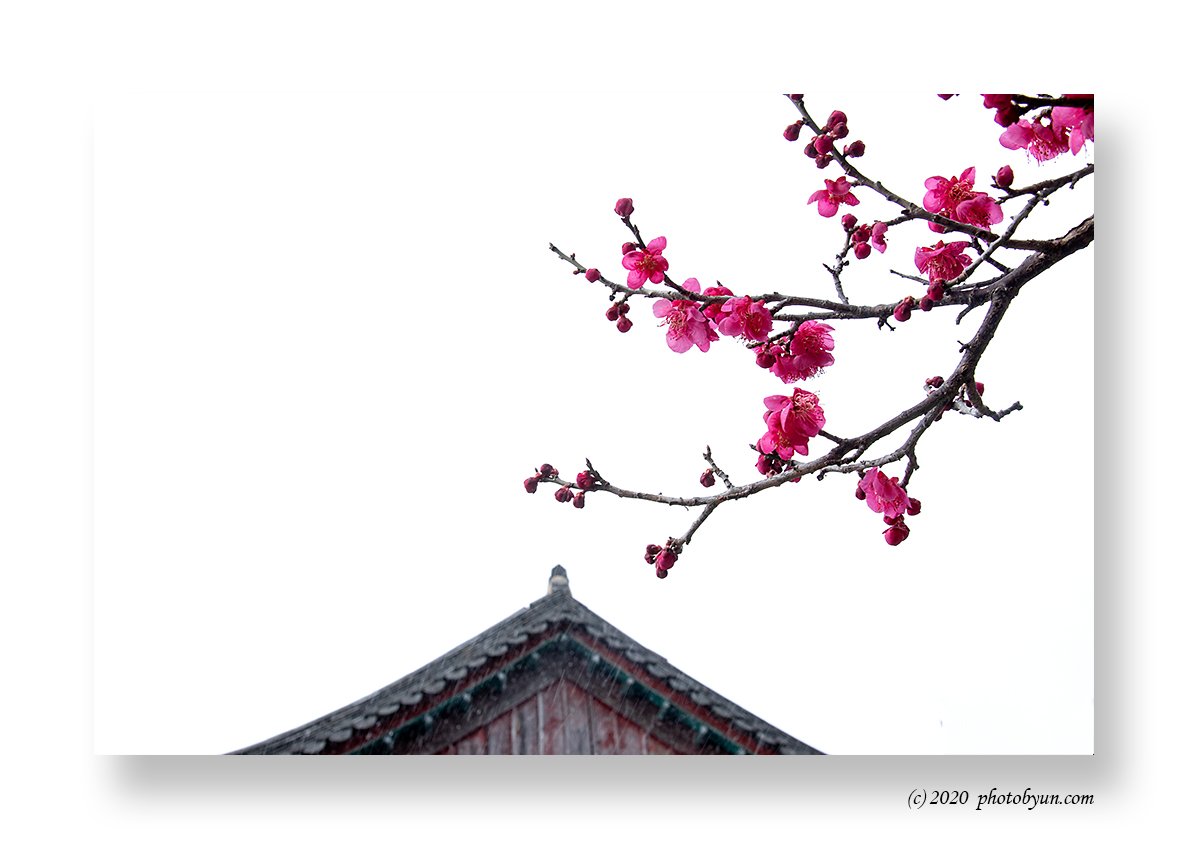 181A1823-편집.jpg : 납월홍매와 춘설 181A1823-편집.jpg : 납월홍매와 춘설