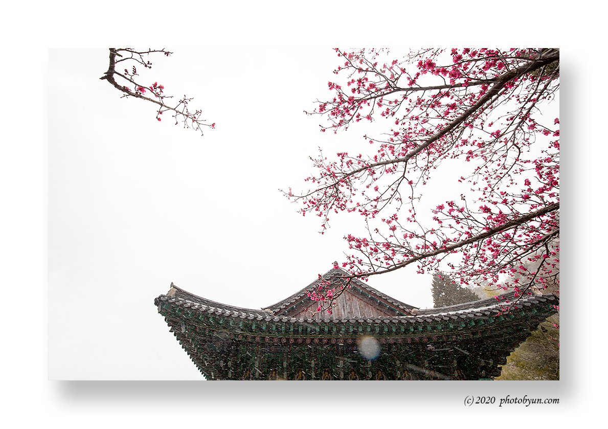 649A1717-편집.jpg : 납월홍매와 춘설 649A1717-편집.jpg : 납월홍매와 춘설