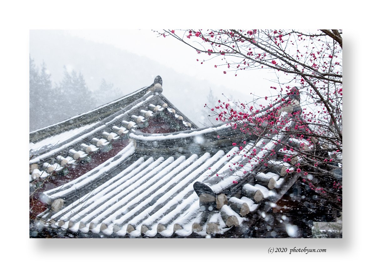 181A1786-편집.jpg : 납월홍매와 춘설 181A1786-편집.jpg : 납월홍매와 춘설