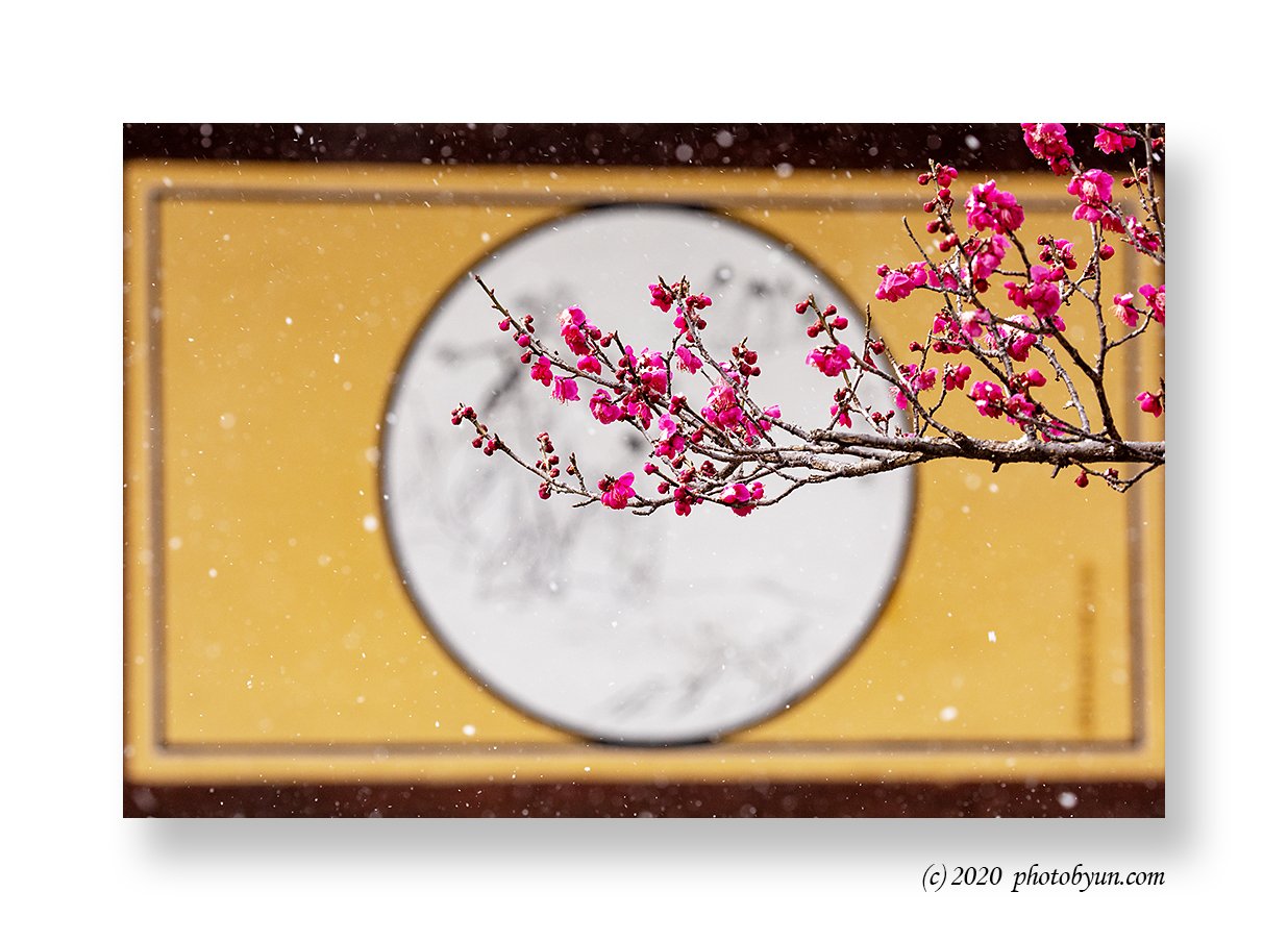 649A1831-편집.jpg : 납월홍매와 춘설 649A1831-편집.jpg : 납월홍매와 춘설