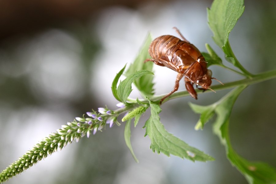 IMG_8746.JPG : 매미가 탈피한 거라네요.