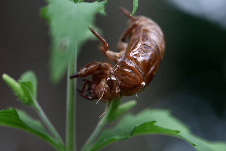 IMG_8741.JPG : 매미가 탈피한 거라네요.