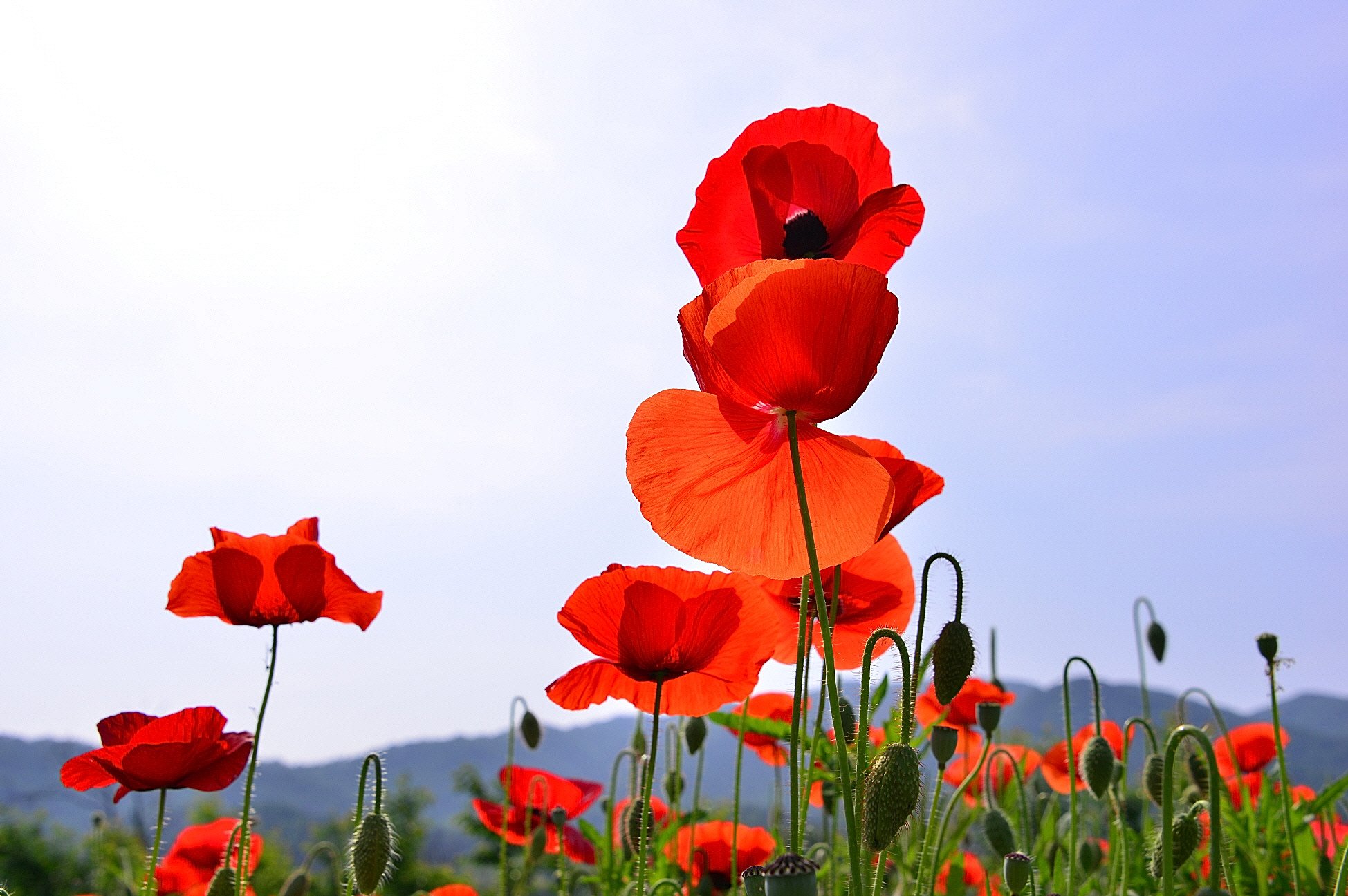 DSC_0157.JPG : 꽃양귀비