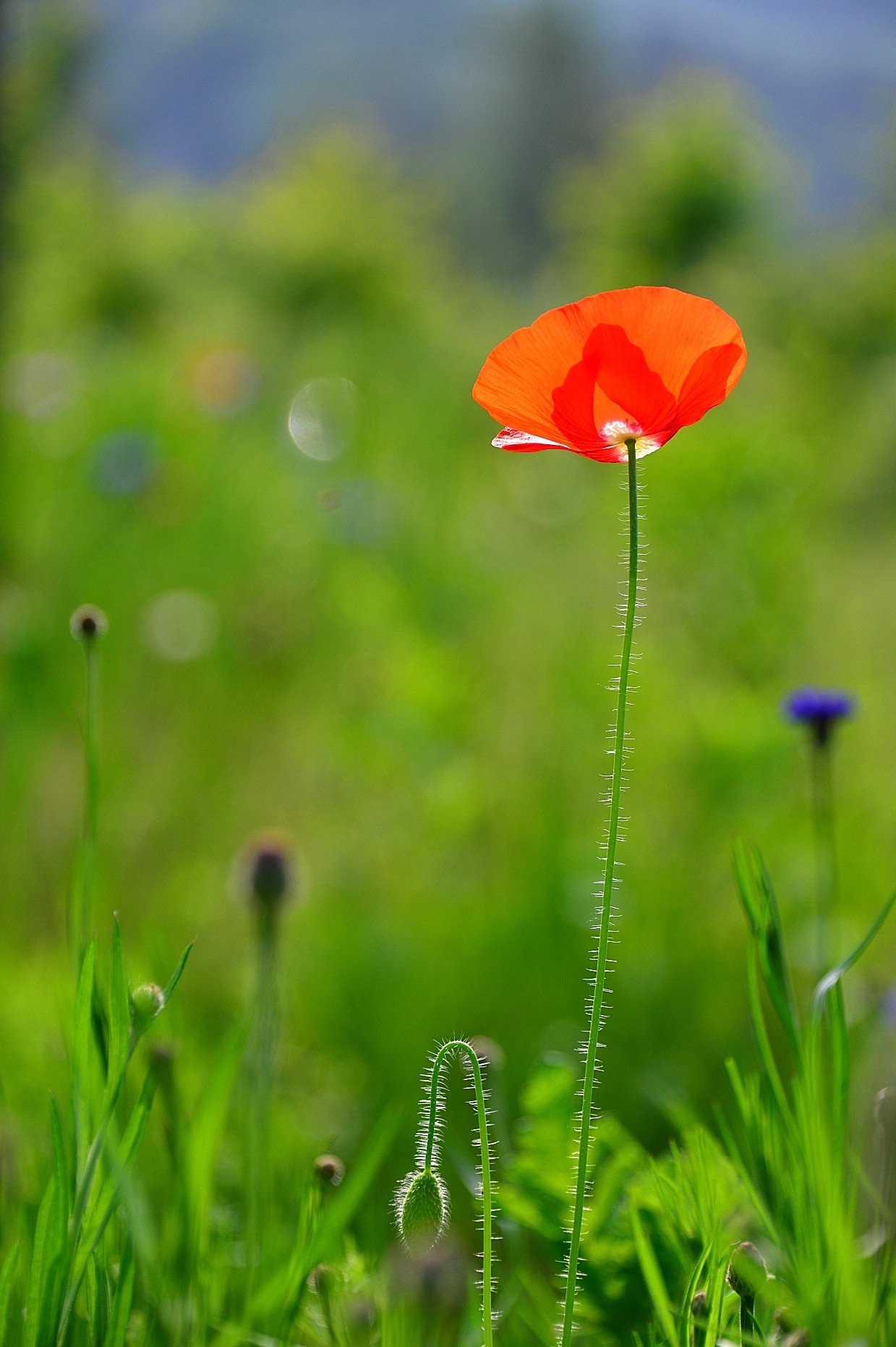 DSC_0184.JPG : 꽃양귀비