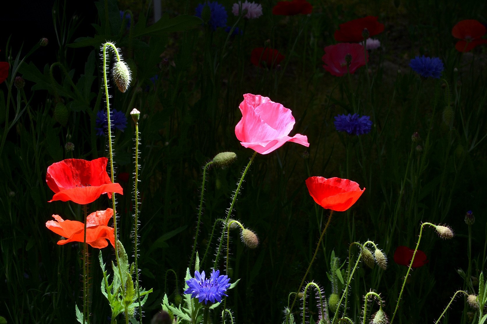 DSC_0617.JPG : 꽃양귀비