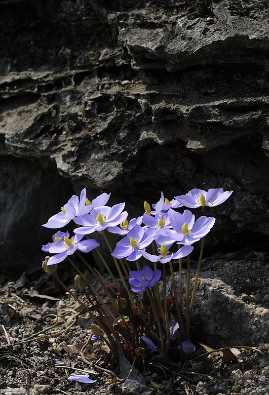 _DSC5766_00001.jpg : 깽깽이풀