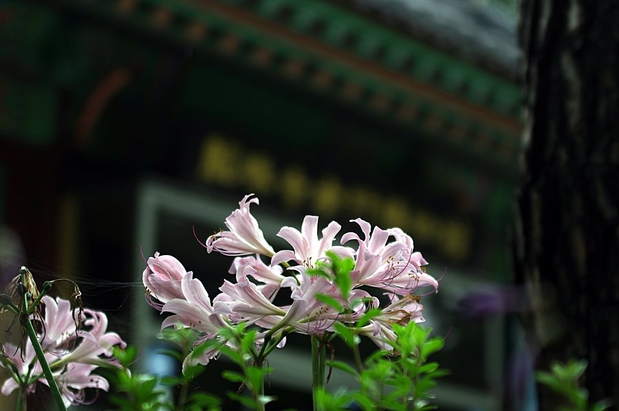 IMGP8221.JPG : 상사화&능서화