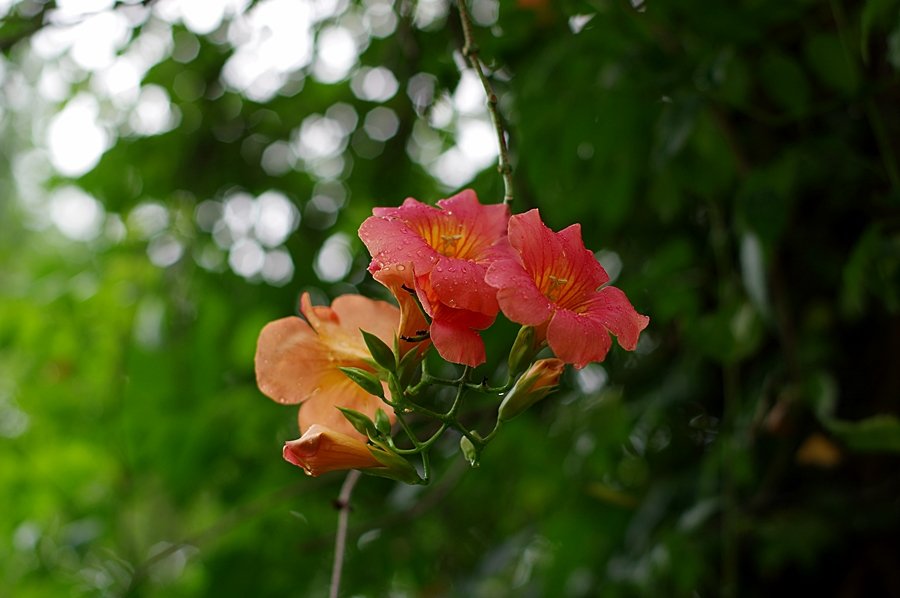 IMGP8267.JPG : 상사화&능서화